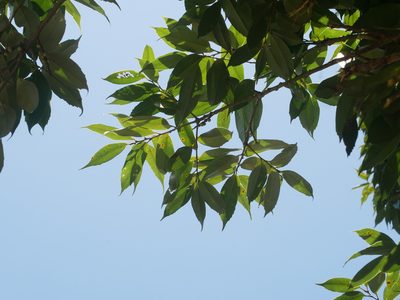 Lithocarpus uraianus, photographed by Jacy Chen