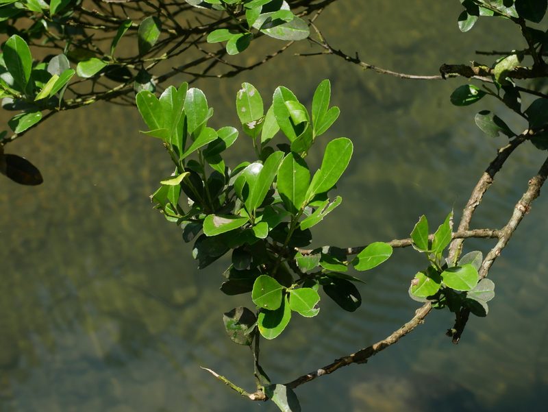 Ilex maximowicziana, photographed by Jacy Chen