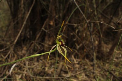 Caladenia corynephora, photographed by Em Lamond