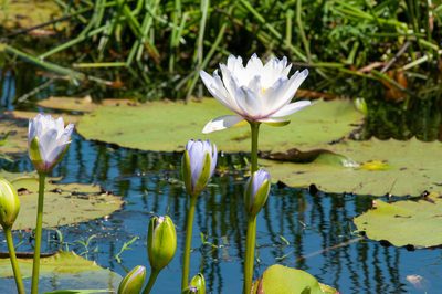 Nymphaea gigantea, photographed by Rolf Lawrenz