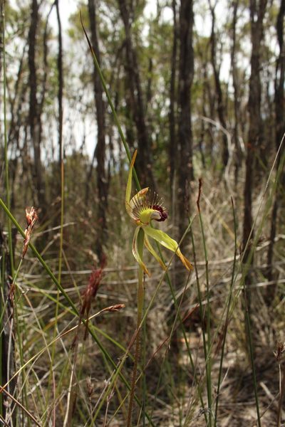 Caladenia corynephora, photographed by Em Lamond