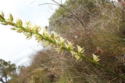 Prasophyllum brownii, photographed by Em Lamond
