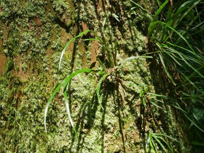Haplopteris anguste-elongata, photographed by Jacy Chen