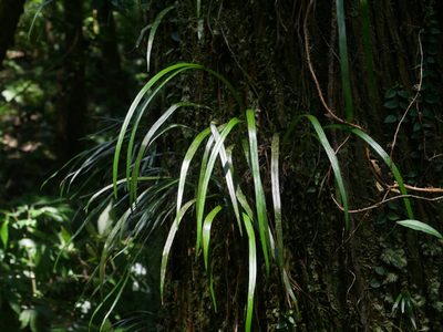 Haplopteris flexuosa, photographed by Jacy Chen