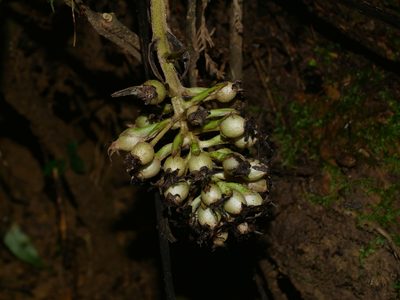 Curculigo capitulata, photographed by Jacy Chen