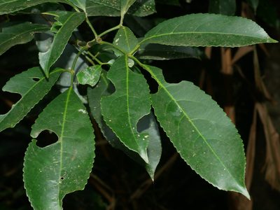 Staphylea ternata, photographed by Jacy Chen
