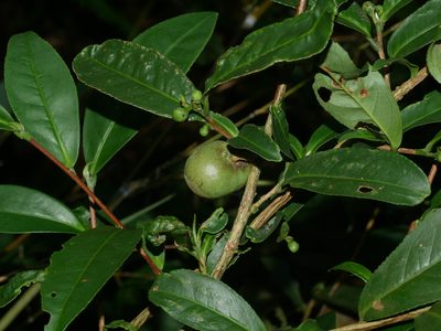 Camellia sinensis, photographed by Jacy Chen