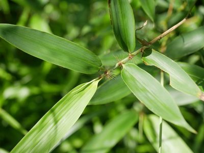 Bambusa pachinensis, photographed by Jacy Chen