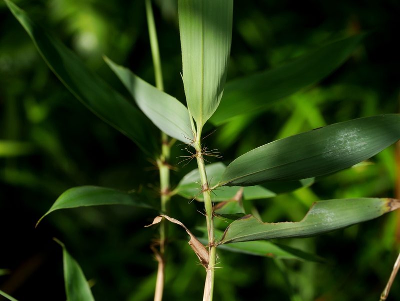 Bambusa pachinensis, photographed by Jacy Chen