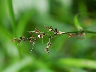 Scleria terrestris, photographed by Jacy Chen