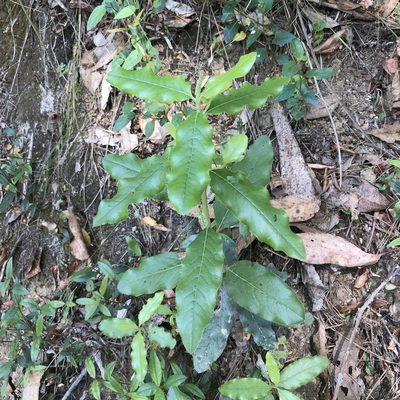 Escallonia pulverulenta, photographed by Cristian Riquelme