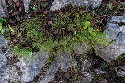 Oreojuncus monanthos, photographed by Patrick Hacker