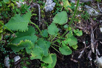 Betonica alopecuros, photographed by Patrick Hacker