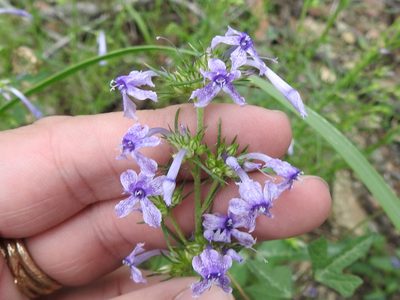 Ipomopsis macombii, photographed by Sam Kieschnick