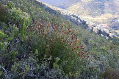 Elegia racemosa, photographed by Tony Rebelo