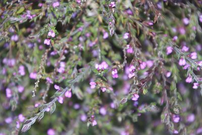 Muraltia stipulacea, photographed by Tony Rebelo