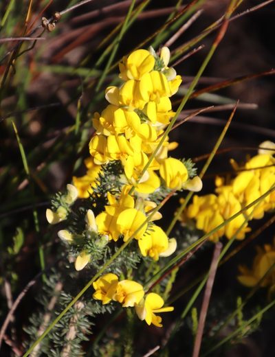 Aspalathus laricifolia, photographed by Tony Rebelo