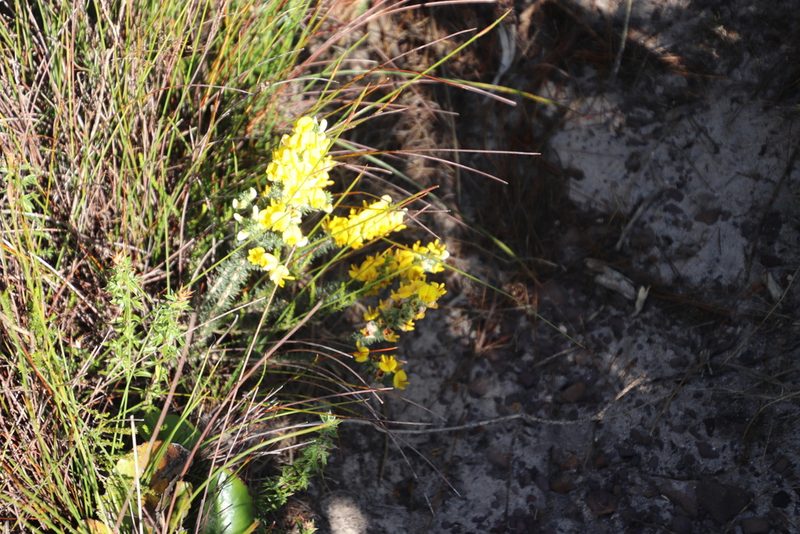Aspalathus laricifolia, photographed by Tony Rebelo