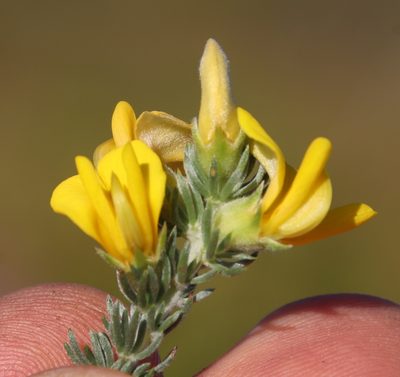 Aspalathus laricifolia, photographed by Tony Rebelo