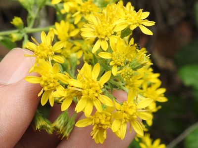 Solidago wrightii, photographed by Sam Kieschnick