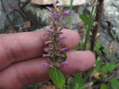 Agastache breviflora, photographed by Sam Kieschnick