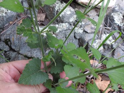 Agastache breviflora, photographed by Sam Kieschnick