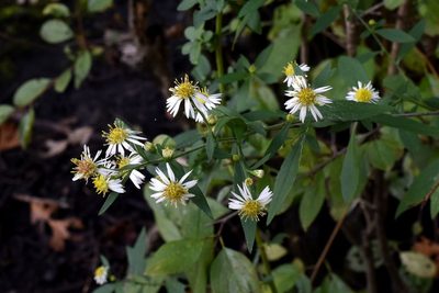 Symphyotrichum ontarionis, photographed by davecz2