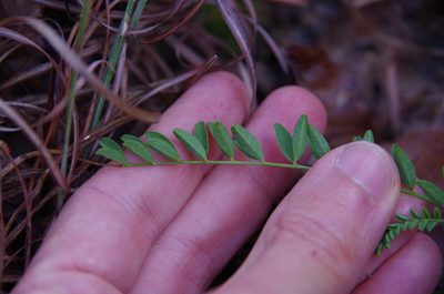 Astragalus distortus, photographed by Eric Knight