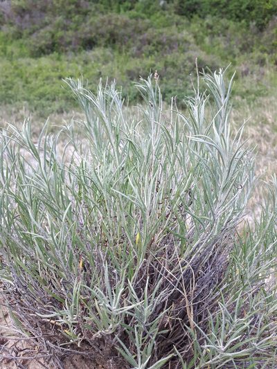 Artemisia longifolia, photographed by Peter L Achuff