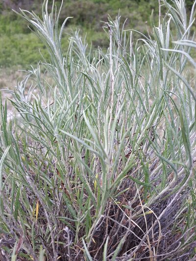 Artemisia longifolia, photographed by Peter L Achuff