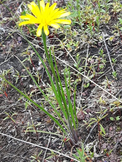 Microseris nutans, photographed by Peter L Achuff