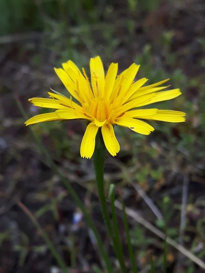 Microseris nutans, photographed by Peter L Achuff