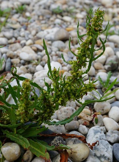 Rumex palustris, photographed by Patrick Hacker