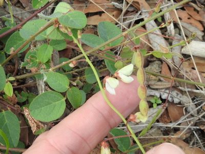 Desmodium grahamii, photographed by Sam Kieschnick