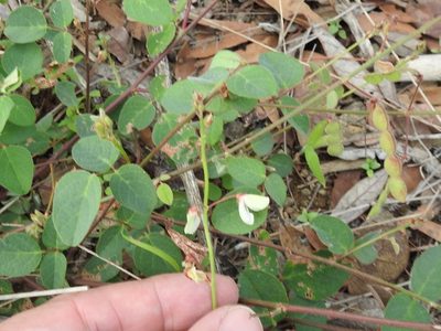 Desmodium grahamii, photographed by Sam Kieschnick