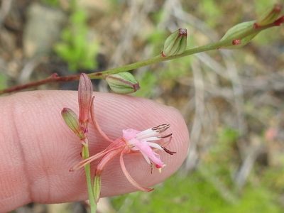 Oenothera podocarpa, photographed by Sam Kieschnick