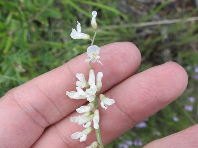 Vicia pulchella, photographed by Sam Kieschnick