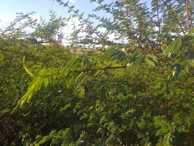 Mimosa tenuiflora, photographed by Breno Figueiredo