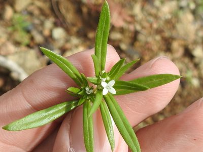 Crusea simplex, photographed by Sam Kieschnick