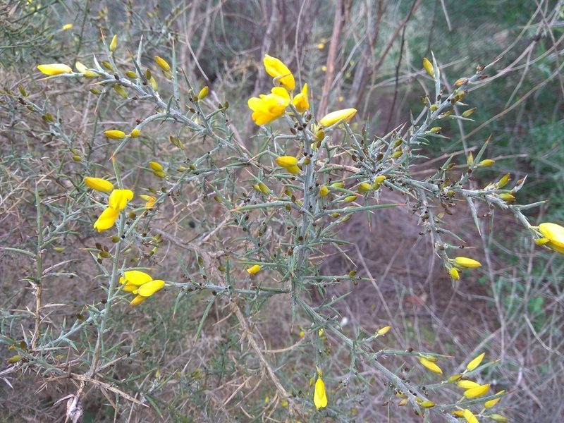 Ulex eriocladus, photographed by Santiago Martín-Bravo