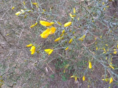 Ulex eriocladus, photographed by Santiago Martín-Bravo