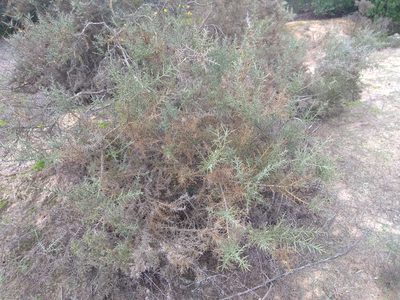 Ulex eriocladus, photographed by Santiago Martín-Bravo