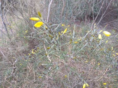 Ulex eriocladus, photographed by Santiago Martín-Bravo