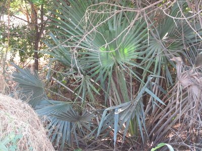 Copernicia prunifera, photographed by Breno Figueiredo