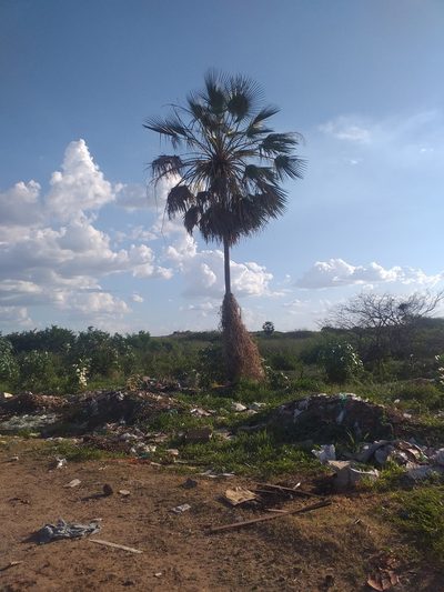 Copernicia prunifera, photographed by Breno Figueiredo