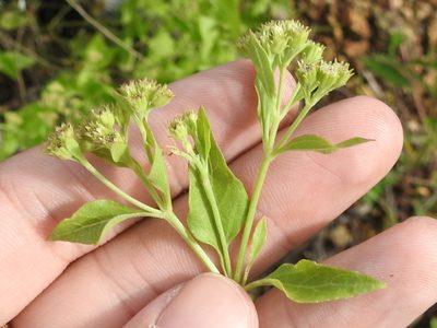 Ageratina herbacea, photographed by Sam Kieschnick