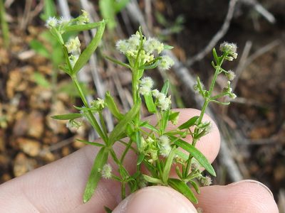 Trichogalium fendleri, photographed by Sam Kieschnick