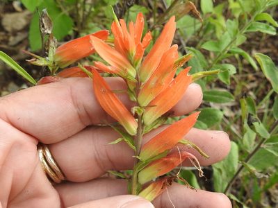 Castilleja patriotica, photographed by Sam Kieschnick