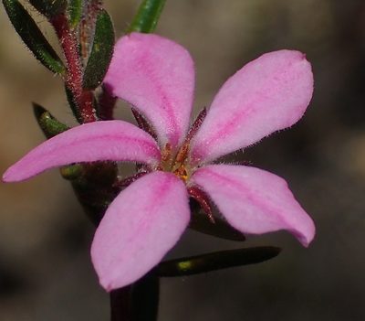 Acmadenia trigona, photographed by Nicola van Berkel