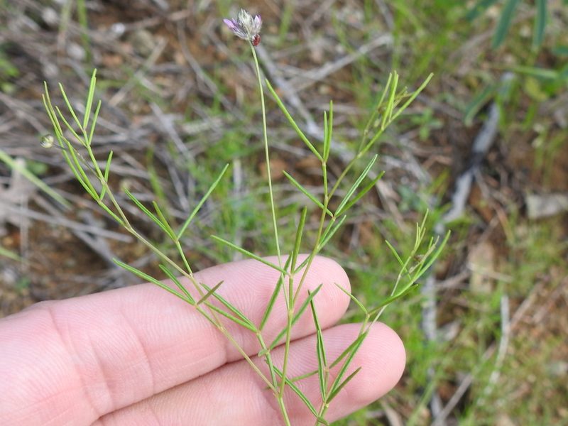Dalea filiformis, photographed by Sam Kieschnick